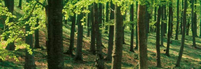 11: Bokskogen ovanför Ransvik